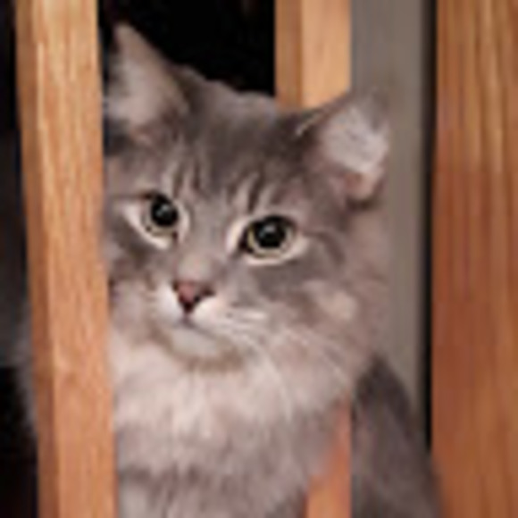 Meet your Posher, Kj - Picture 1 of 1